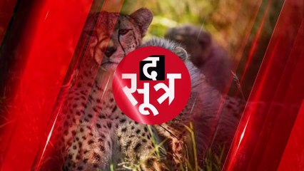 नामीबिया से भारत आने वाले चीतों की पहली तस्वीर आई सामने,देखें वीडियो