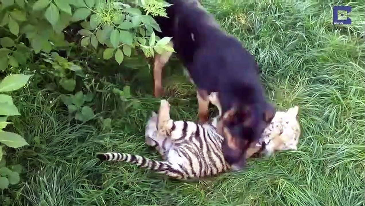 Ce chien et ce tigre sont meilleurs amis... trop mignon