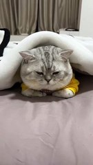 Cute cat playing his owner