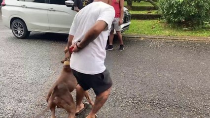ROTTWEILER VS PITBULL ‼️