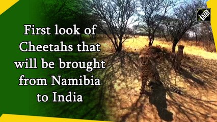 First look of Cheetahs that will be brought from Namibia to India