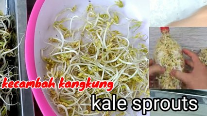 cara mudah bikin kecambah biji kangkung dengan botol air mineral  untuk kita konsumsi