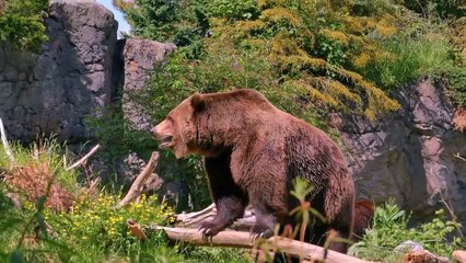 Animal   Bear  - working jungle  but not fear people      IH Official  01