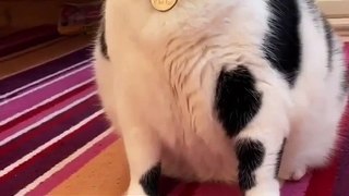 Fat Cat Video