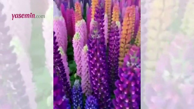 Yabani acı bakla tarlasının büyüleyici manzarası hayran bıraktı!