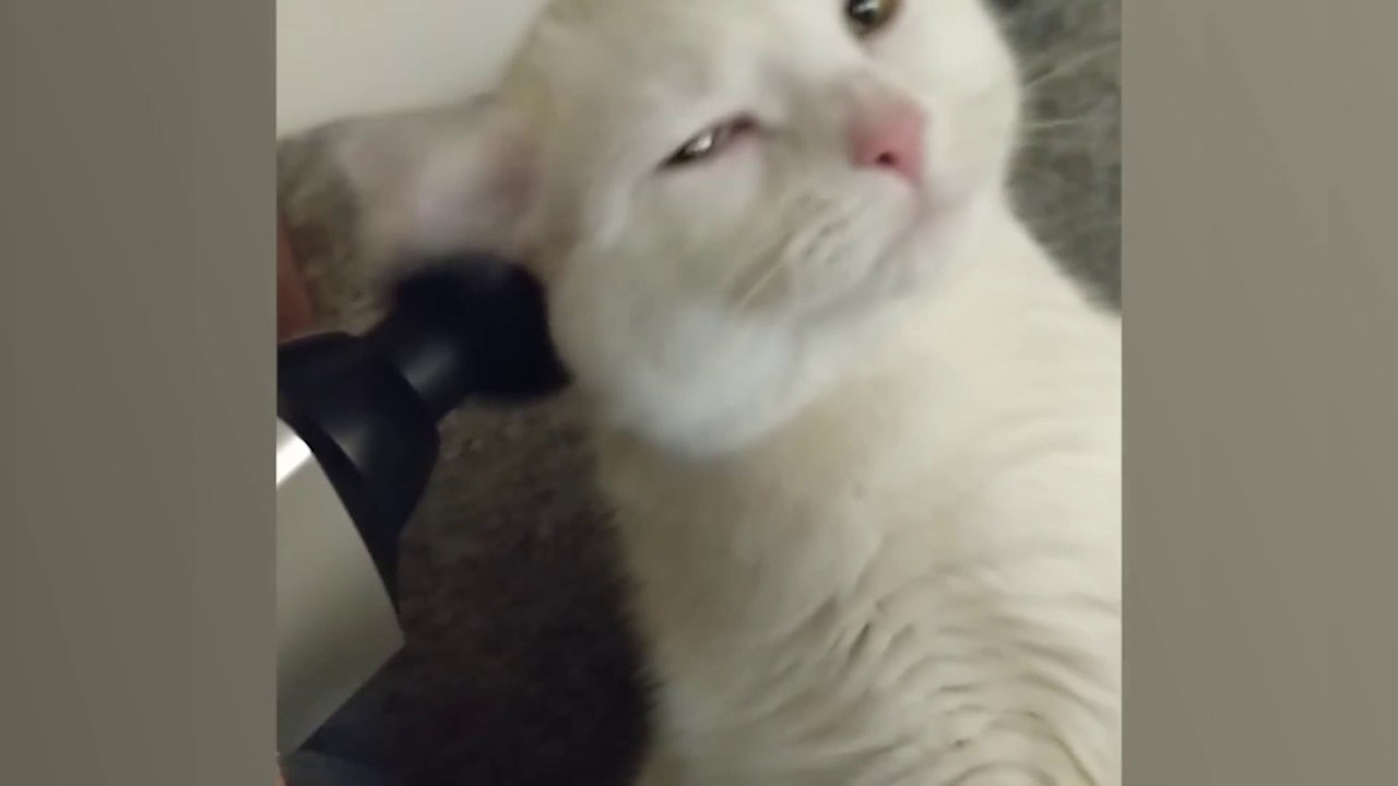 funny animals video | part 3