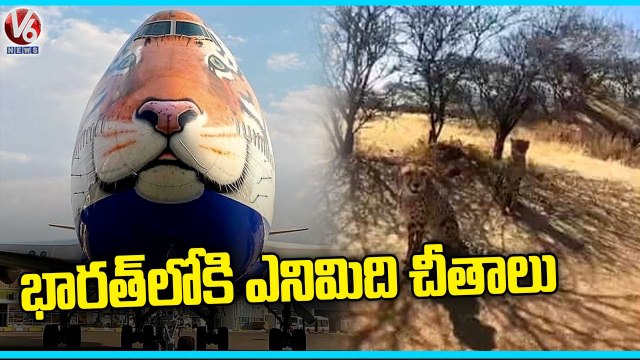 Project Cheetah Plane Carrying Cheetahs From Namibia To Land In MP's Gwalior _ V6 News