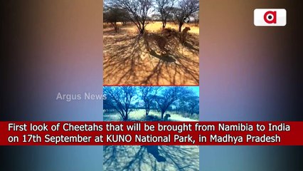 Watch | First look of Cheetahs that will be brought from Namibia to India
