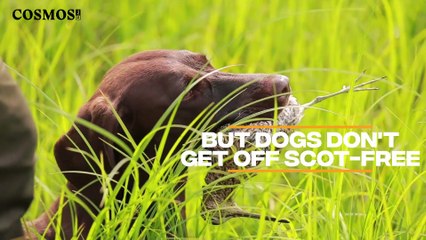 How can you help keep Australian animals from going extinct? | September 19, 2022 | Cosmos Magazine