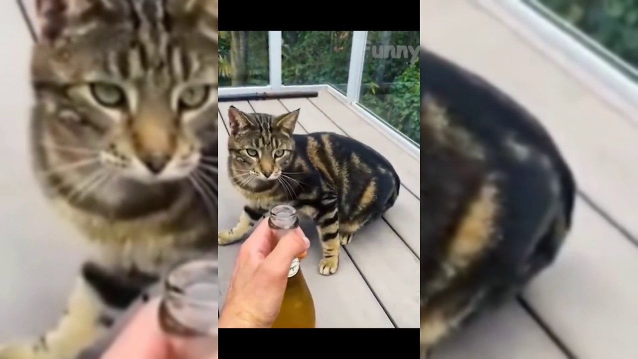Funny Animal Videos 2022  - Funniest Cats And Dogs Video 