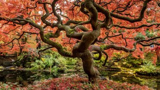 CUENTO ORIENTAL Breve: El árbol que no sabía quien era. Para niños y para adultos