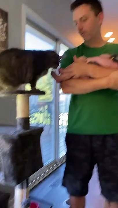 Chat câlins avec bébé - Buzz Buddy