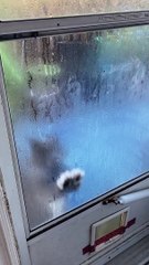 Clancy demande à être laissé entrer - buzz buddy