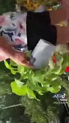 La famille donne à leur tante et à leur oncle un chien - Buzz Buddy