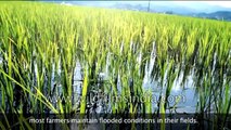 Agriculture _ Rice Cultivation in India