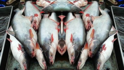 Everything is Fish || Biggest fish Fair Area || Amazing Fish Video || All About Fish