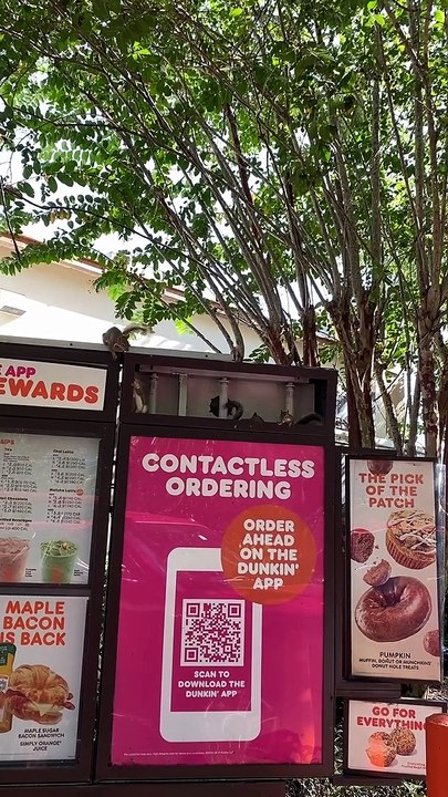 Squirrel Family Resides in Dunkin' Menu