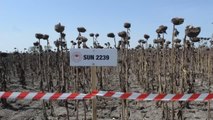 Demonstrasyon sahasına ekilen ayçiçekleri hasat edildi