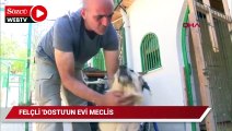 Felçli 'Dost'un evi, Meclis