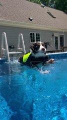 Happy Pup Plays in Pool