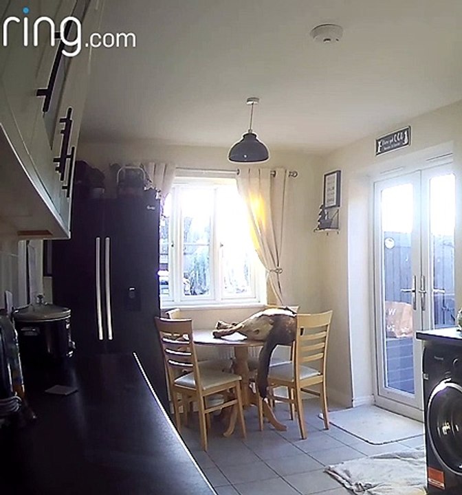 Dog Falls Off Kitchen Table