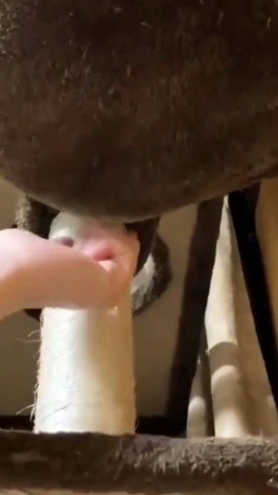 KNOCK KNOCK 