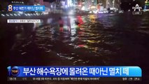 부산 해변가 ‘물 반 멸치 반’…때아닌 풍년에 “잡으러 가자”