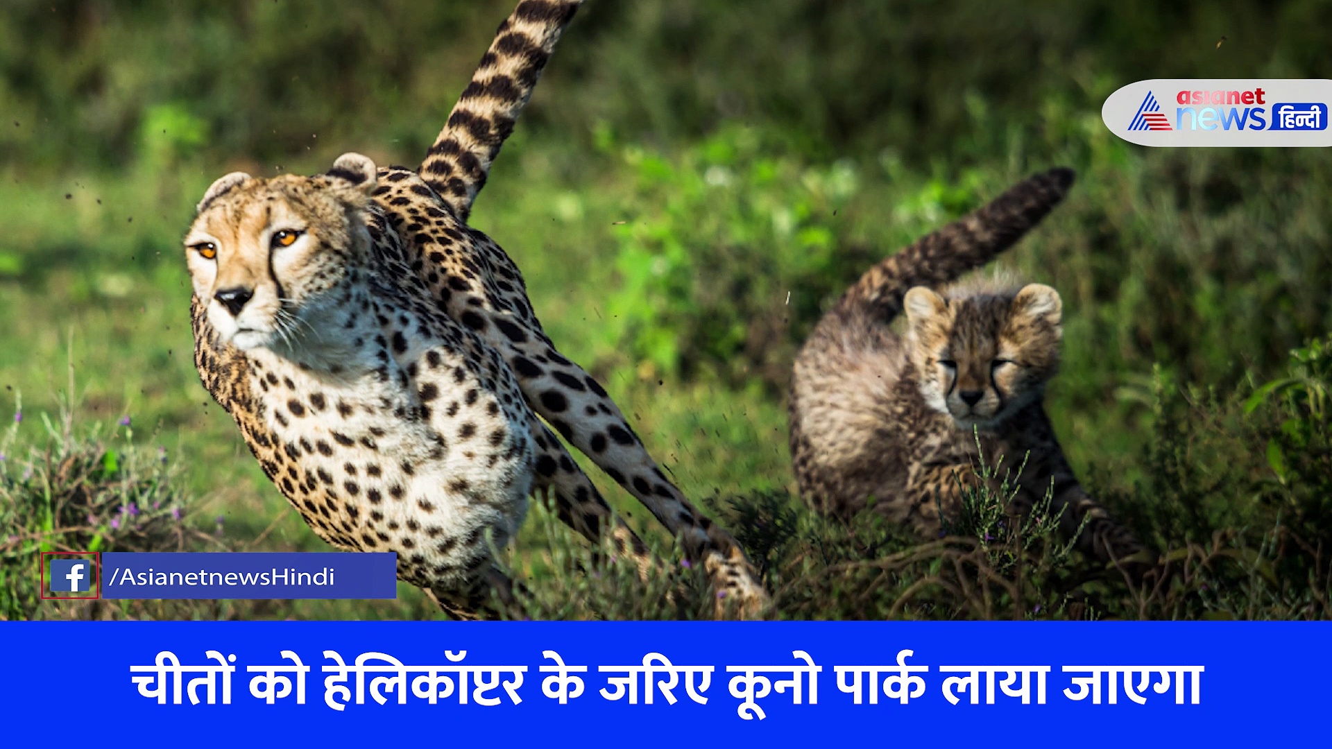 पीएम मोदी का जन्मदिन, 8 चीतों का ‘गिफ़्ट, जानें ये दिलचस्प बातें 