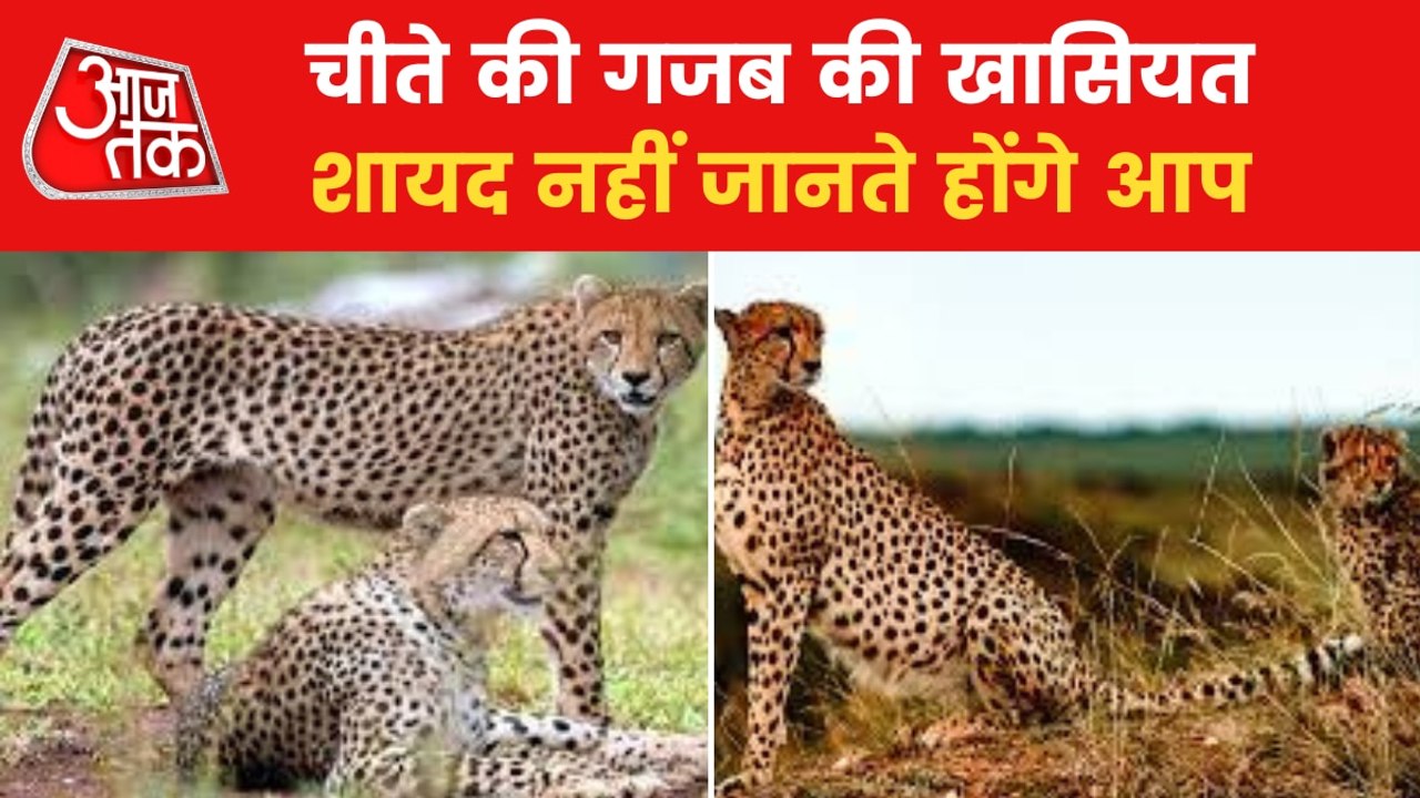 Why leopards are getting extinct from this world? - video Dailymotion
