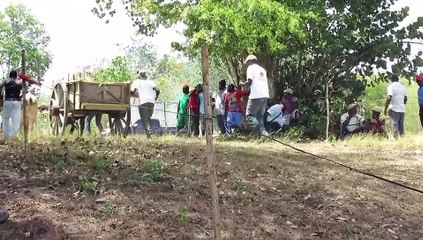 boeufs tirants canada