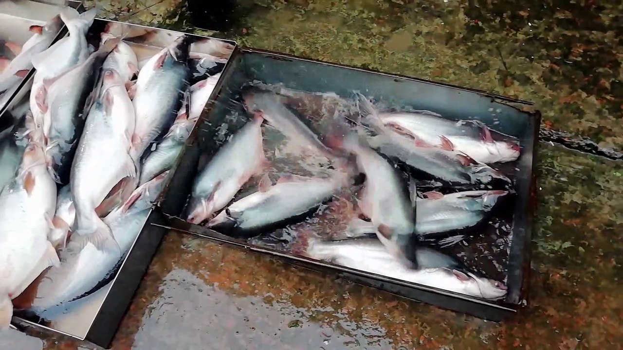 Hello Fish Market Fresh and Original Fish Video Exclusive fish