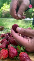 بالفيديو، طريقة تحضير فطيرة الفراولة