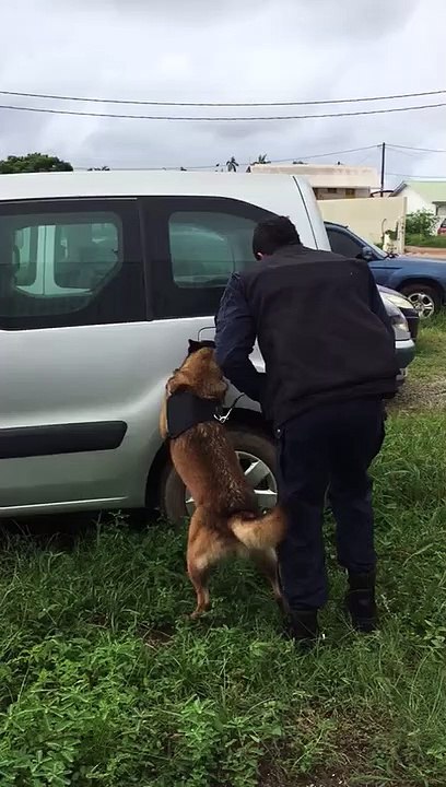 CAYENNE : Un chien pour aider la police Un chien pour aider la police (2)