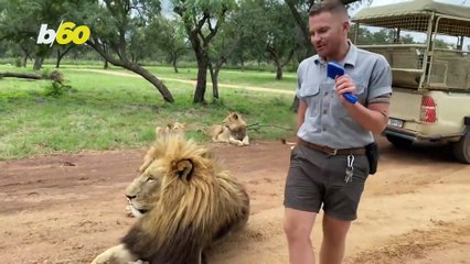 Watch This Incredible Human-Lion Friendship Unfold