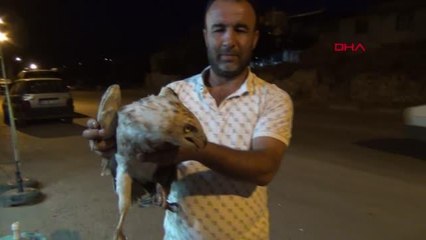 TÜRÜNE AZ RASTLANAN BEYAZ ŞAHİN, YARALI HALDE BULUNDU