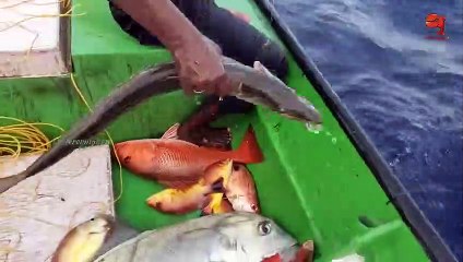 Catching Mangrove Jack Fish, Blubber lip Snapper & Eel Fish in the Deep Sea