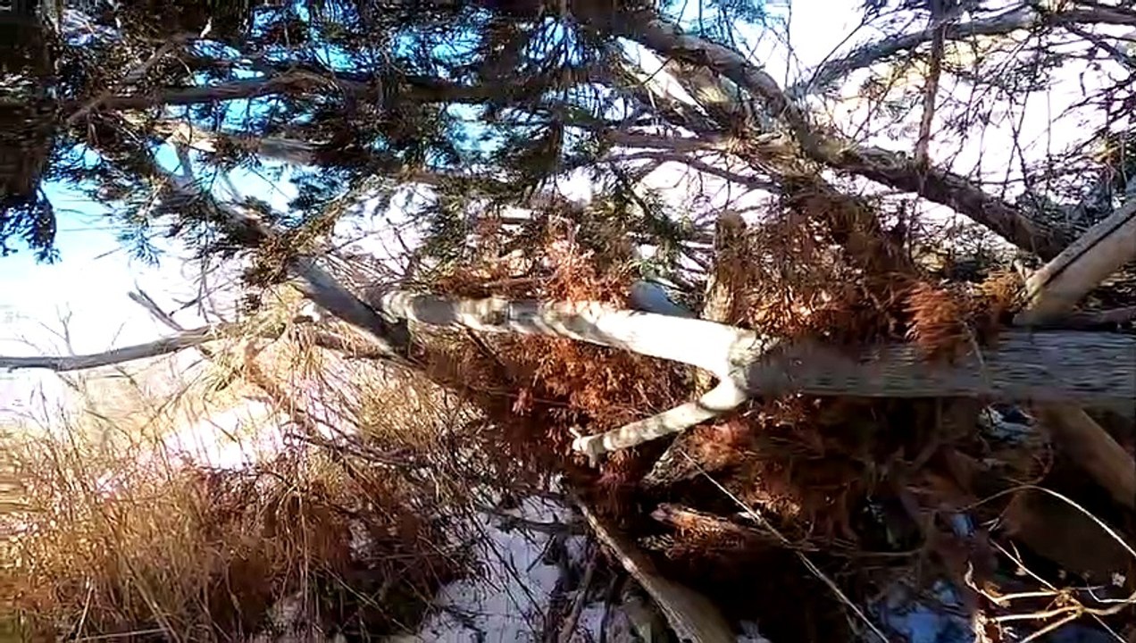 EPIC Solo Goose Hunt on ICE! (Limited Out) - Goose Hunting 2022 2023