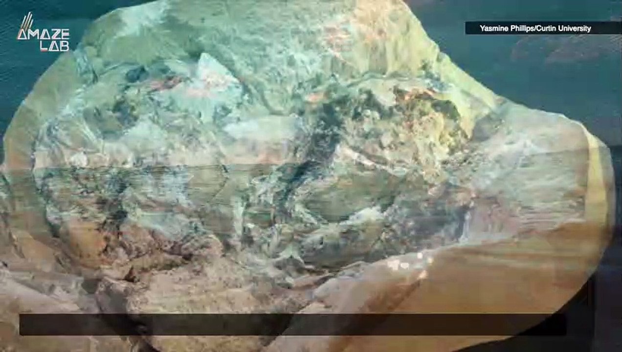 Paleontologists Discover Oldest In-Tact Fossilized Heart Ever Found