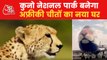 India all set to get cheetahs back in its jungles