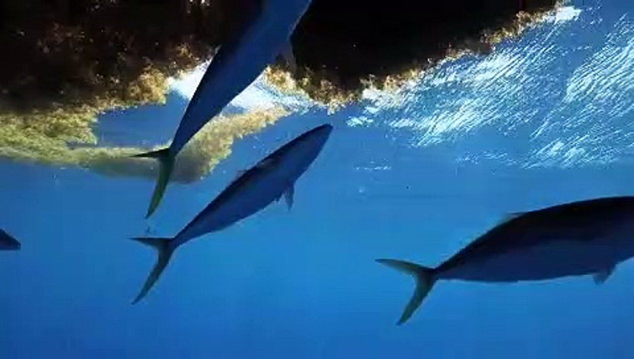sargasses vidéo