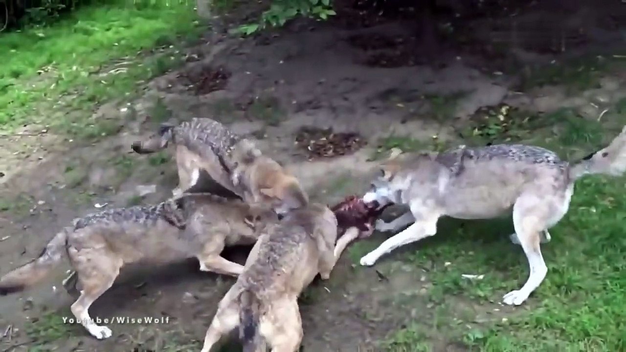 8 Most RUTHLESS Pack Hunter Animals in the Wild video Dailymotion