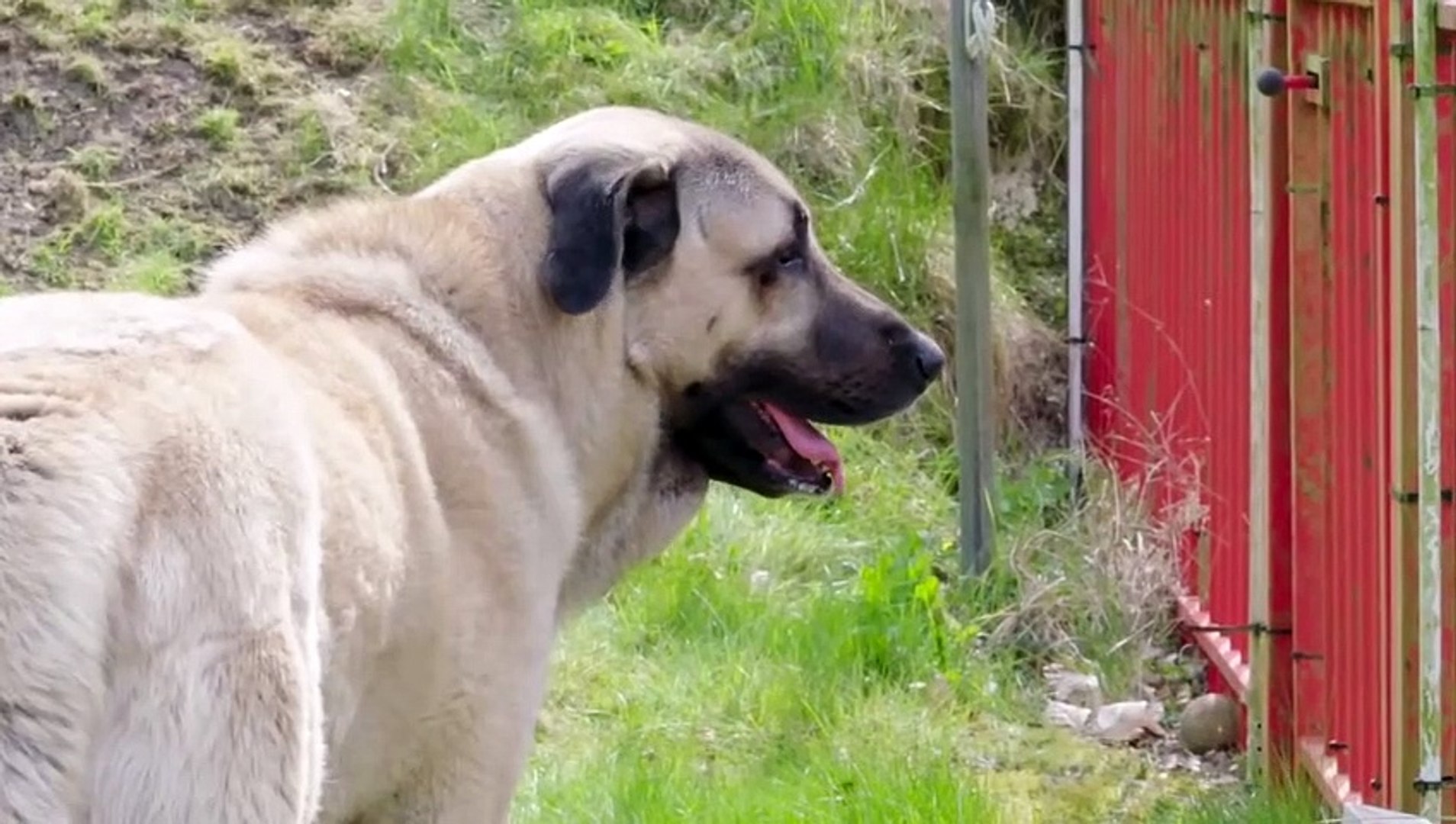 are kangal shepherd dog noisy