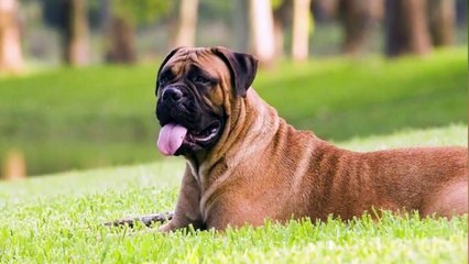 BEST OF THE BULLMASTIFF