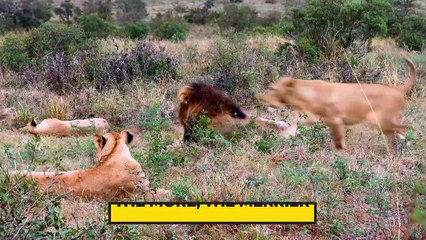 This is Why it SUCKS to be a MALE LION