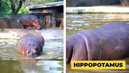 10 STRONGEST Prey in the Wild - when prey fights back   Pet Spot