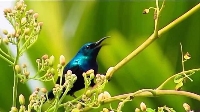 11 HORRIFIC Moments of Birds Eating Other Birds Pet Spot