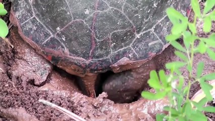 12 Amazing Wild Animals That Can Survive Freezing Temperatures   Pet Spot