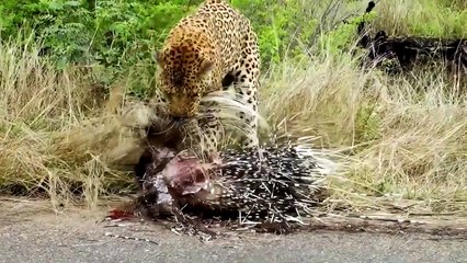 11 DEADLY Moments When Predators Failed   Pet Spot