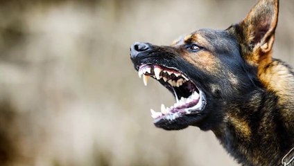 15 CRAZY Moments Prey Became Predators   Pet Spot