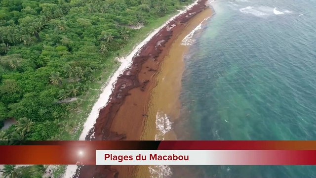 Sargasses vues aériennes